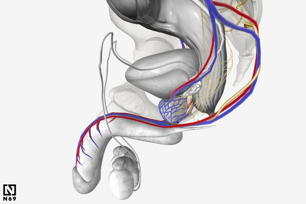 prostata anatomiczny rysunek